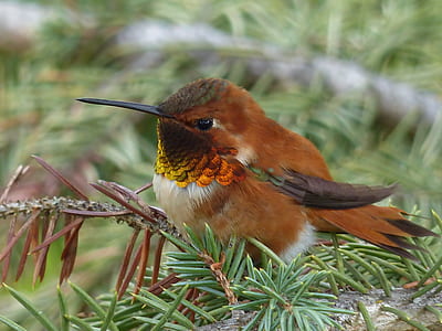 close-up photography of brown bird thumbnail