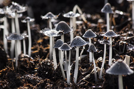 gray mushrooms close-up photo thumbnail