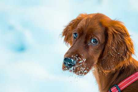shallow focus photography of brown dog with snow in mouth thumbnail
