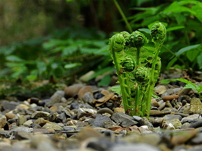 closeup photo of green fern plant thumbnail
