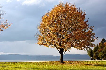 orange tree during daytime thumbnail