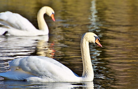 two white ducks on body of water thumbnail