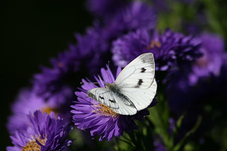 great veined butterfly perching on purple flower in close-up photography thumbnail