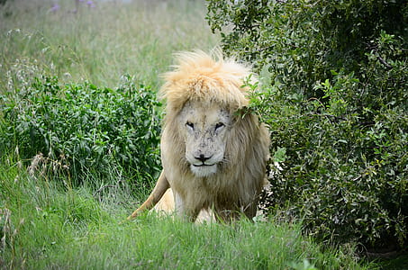 lion near plant thumbnail