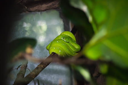 Green Snake on Tree Branch thumbnail