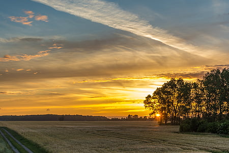 grass field at sunset thumbnail