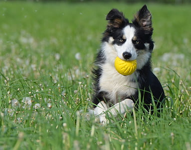 photo of black border collie biting yellow ball thumbnail