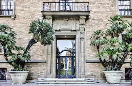 two green trees in pot in front of building thumbnail