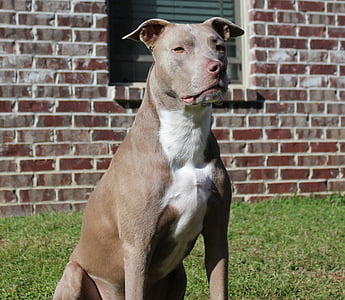 adult blue and white American pit bull terrier sitting on the grass field thumbnail