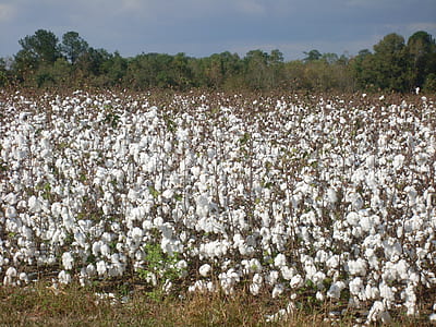 scenery of plain fielkd thumbnail