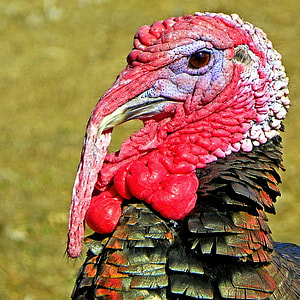 closeup photo of black turkey thumbnail