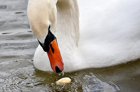 white swan thumbnail
