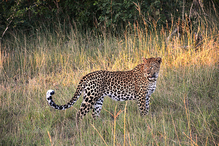 leopard on green field thumbnail