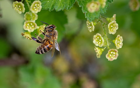 bee pollinating on green petaled flower thumbnail