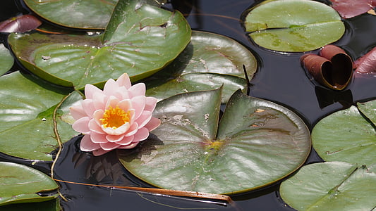 pink water lily flower and water lily pads on body of water thumbnail