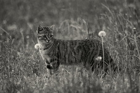 tabby cat in field near withered dandelions thumbnail