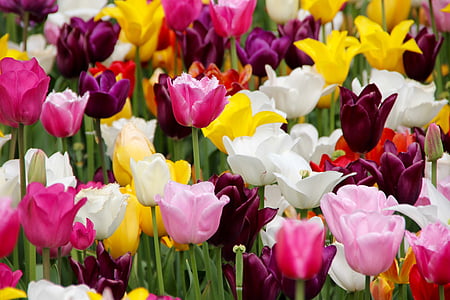 assorted-color field of lowers thumbnail