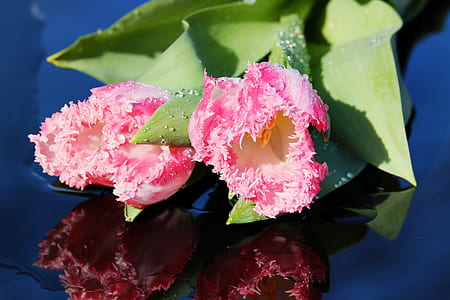 two fringed pink tulips closeup photo thumbnail