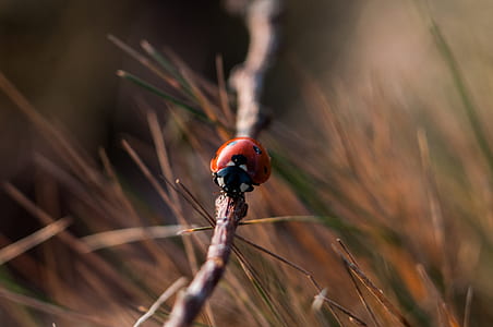 selective focus of red ladybug on twig thumbnail