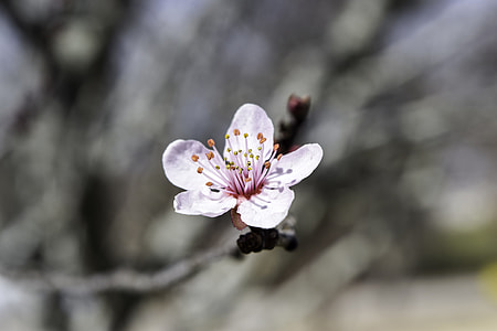 selective focus photography of moth orchid thumbnail