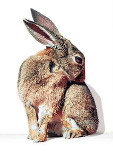 gray rabbit thumbnail