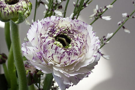 white and purple clustered flower thumbnail
