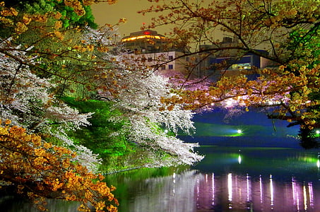 assorted-color leaf tree near body of water thumbnail