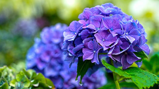 purple flowers thumbnail