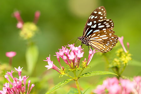 selective focus photography of black and white butterfly perched on pink flower thumbnail