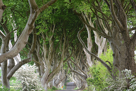 pathway underneath trees thumbnail