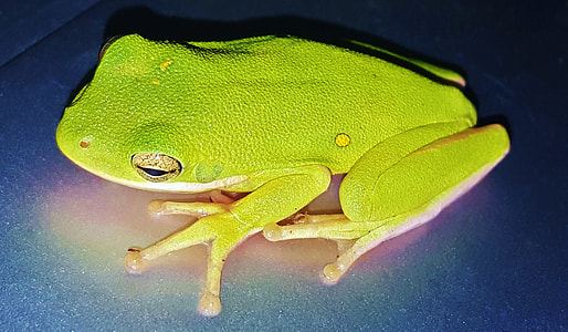 Frog, Tree Frog thumbnail