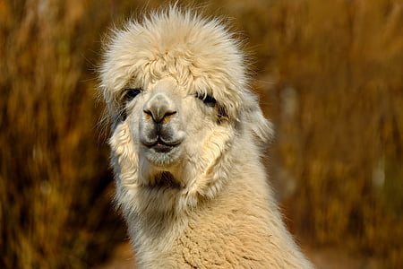 white llama thumbnail