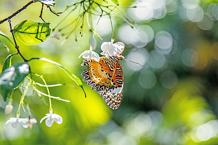 selective focus photo of orange and black butterflyt thumbnail