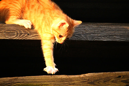 orange tabby cat thumbnail