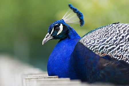 blue and black peacock thumbnail
