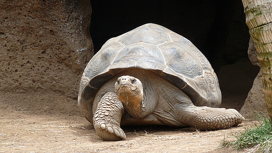 brown tortoise lying on ground near rock thumbnail