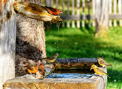 selective focus photography of birds on brown wooden bird bath during day time thumbnail