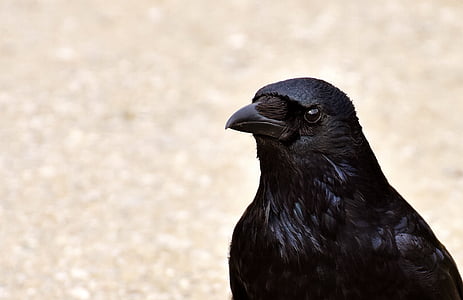 selective focus photography of crow thumbnail