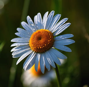 close-up photography of white daisy thumbnail