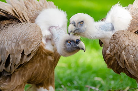 closeup photo of two white-and-brown vultures thumbnail