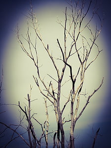 withered trees thumbnail