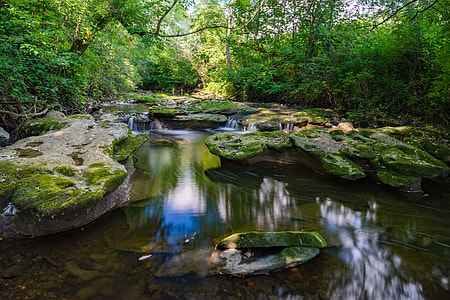 river surrounded by trees thumbnail