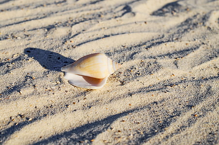 close-up photo of white and gray sea shell on seashore thumbnail