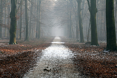 landscape photography of  foggy woods thumbnail