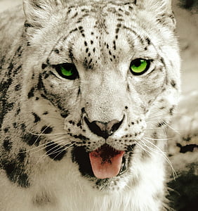 white tiger thumbnail