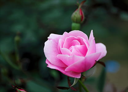 garden, petals, flower, colors thumbnail