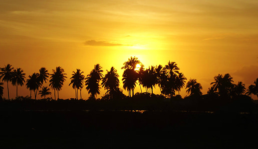 silhouette of palm trees during sunset thumbnail