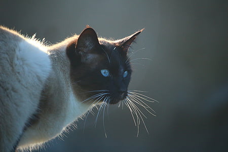 siamese cat thumbnail