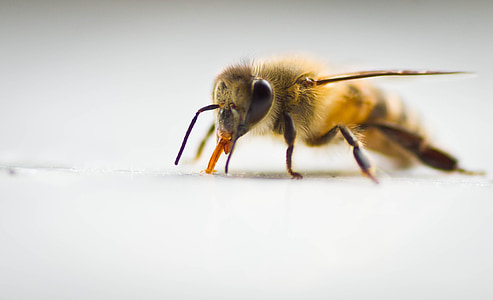 closeup photo of honeybee on white surface thumbnail