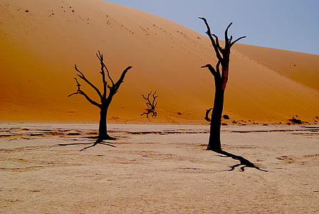 photography of tree in desert thumbnail